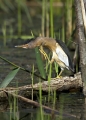 Capljica_Little_bittern_17.jpg