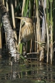 Capljica_Little_bittern_18.jpg
