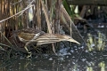 Capljica_Little_bittern_19.jpg