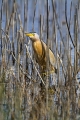 Capljica_Little_bittern_25.jpg