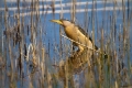 Capljica_Little_bittern_27.jpg
