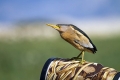 Capljica_Little_bittern_36.jpg