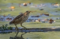 Capljica_Little_bittern_38.jpg