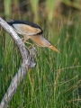 Capljica_Little_bittern_39.jpg