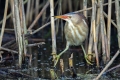 Capljica_Little_bittern_42.jpg