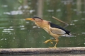 Capljica_Little_bittern_43~0.jpg