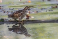 Capljica_Little_bittern_45.jpg