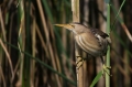 Capljica_Little_bittern_46.jpg