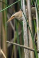 Capljica_Little_bittern_47.jpg