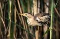 Capljica_Little_bittern_48.jpg