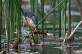 Capljica_Little_bittern_51.jpg