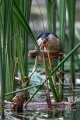 Capljica_Little_bittern_52.jpg