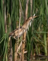 Capljica_Little_bittern_53.jpg