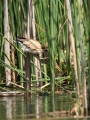 Capljica_Little_bittern_54.jpg