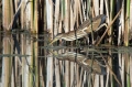 Capljica_Little_bittern_55.jpg