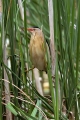 Capljica_Little_bittern_56.jpg