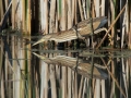 Capljica_Little_bittern_57.jpg