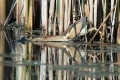 Capljica_Little_bittern_59.jpg