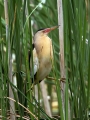 Capljica_Little_bittern_60.jpg