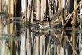 Capljica_Little_bittern_61.jpg
