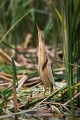 Capljica_Little_bittern_62.jpg