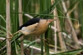 Capljica_Little_bittern_63.jpg