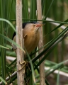 Capljica_Little_bittern_64.jpg