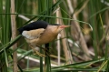 Capljica_Little_bittern_65.jpg