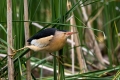 Capljica_Little_bittern_73.jpg