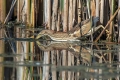 Capljica_Little_bittern_74.jpg