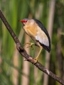 Capljica_Little_bittern_75.jpg