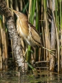Capljica_Little_bittern_78.jpg