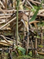 Capljica_Little_bittern_82.jpg