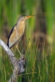 Capljica_Little_bittern_84.jpg