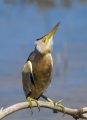Capljica_Little_bittern_85.jpg