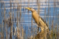 Capljica_Little_bittern_86.jpg