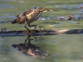 Capljica_Little_bittern_91.jpg