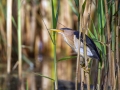 Capljica_Little_bittern_93.jpg