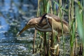 Capljica_Little_bittern_94.jpg