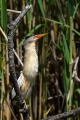 Capljica_Little_bittern_95.jpg