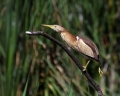 Capljica_Little_bittern_96.jpg