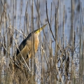 Capljica_Little_bittern_97.jpg
