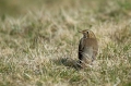 Cikovt_Song_thrush_06.jpg