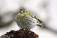 Cizek_Siskin_Carduelis_spinus__16.jpg