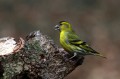 Cizek_Siskin_Carduelis_spinus__20.jpg
