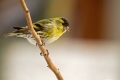 Cizek_Siskin_Carduelis_spinus__26~0.jpg