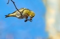 Cizek_Siskin_Carduelis_spinus__31.jpg
