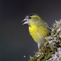 Cizek_Siskin_Carduelis_spinus__37.jpg