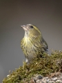 Cizek_Siskin_Carduelis_spinus__39.jpg