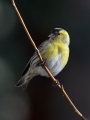 Cizek_Siskin_Carduelis_spinus__40.jpg